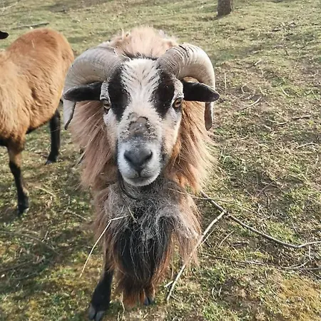 Couette-café őrségi Malom Panzió 3*
