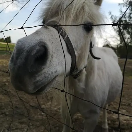 őrségi Malom Panzió 3* Bajánsenye