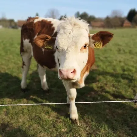 őrségi Malom Panzió Couette-café Bajánsenye