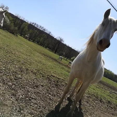 Couette-café őrségi Malom Panzió 3*