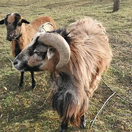 őrségi Malom Panzió * Bajánsenye