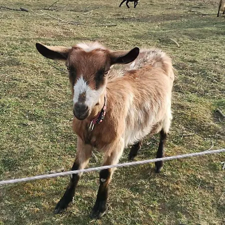őrségi Malom Panzió Bajánsenye