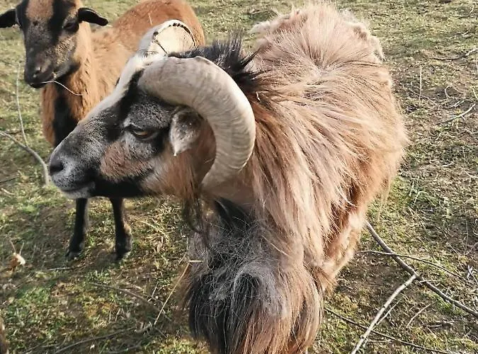 Orsegi Malom Panzio 3* Bajánsenye